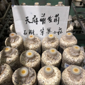 天麻萌發(fā)菌 